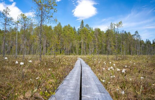 Full Day Hike at Iso-Palonen Nature Reserve - Frequently Asked Questions