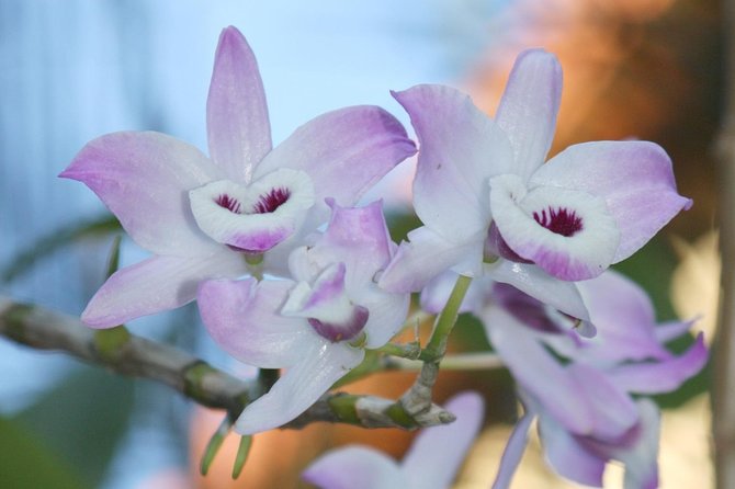 Full Day Hiking Along the Orchids' Path - Start Time