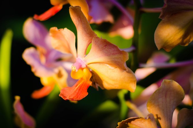 Full Day Hiking Along the Orchids' Path - What To Expect