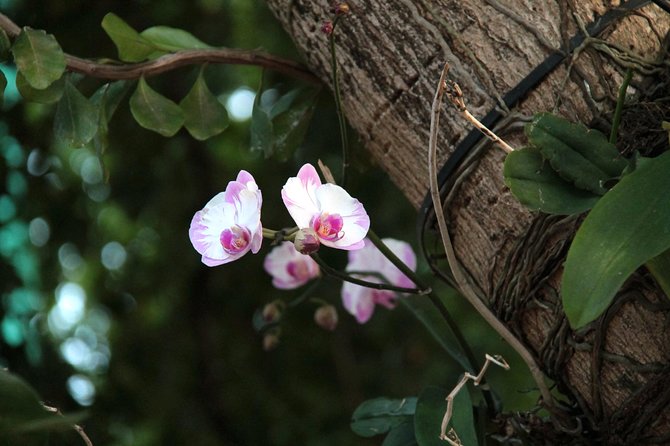 Full Day Hiking Along the Orchids' Path - Common Questions