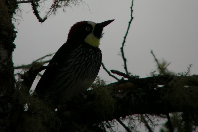 Full Day Hiking and Bird Watching at Savegre River San Gerardo Near to San Jose - Tour Details
