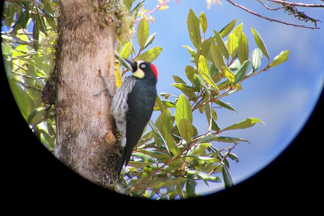 Full Day Hiking and Bird Watching at Savegre River San Gerardo Near to San Jose - What to Expect