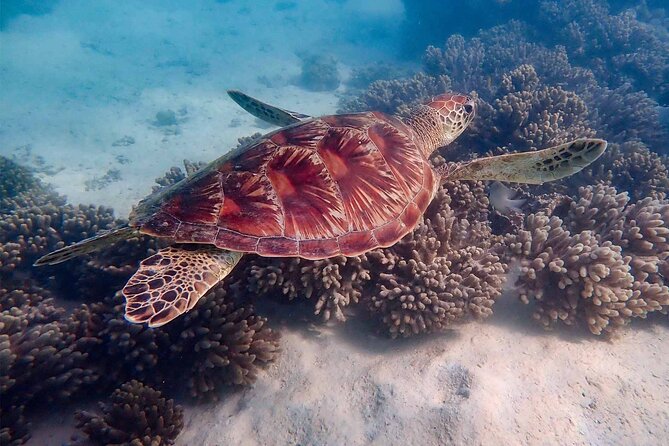 Full-Day Hiking and Snorkeling Tour, Ningaloo and Cape Range  - Exmouth - Important Information