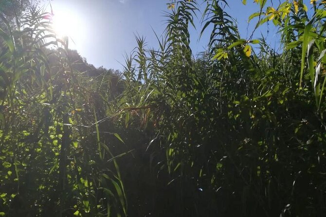 Full Day Hiking and Waterfalls Experience - Essential Items for the Hiking Experience