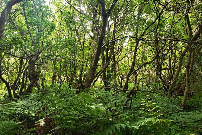 Full-Day Hiking Tour in Terceira Island - Rocha Do Chambre - Tour Overview