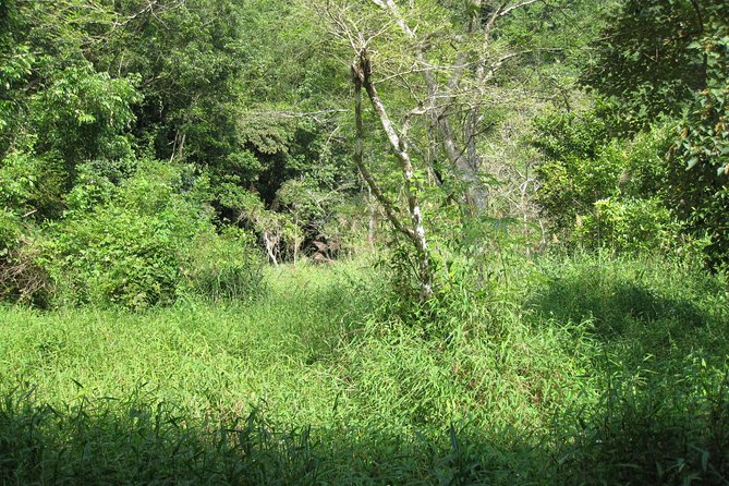 Full Day Hikking in Jungle of Cat Ba National Park - Trail Options and Difficulty Levels