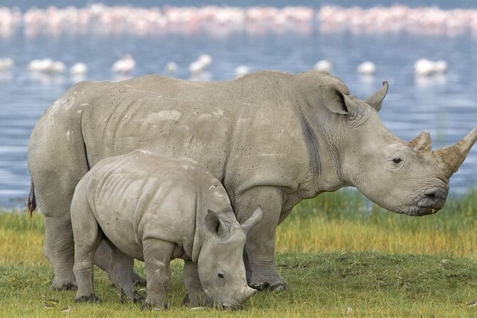 Full Day Hluhluwe Imfolozi Game Reserve Big 5 Tour From Durban - Itinerary Overview