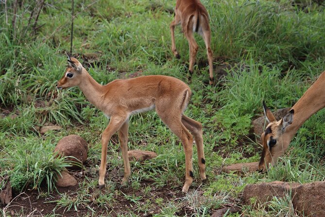 Full-day Hluhluwe-iMfolozi Park Big 5 Safari Experience - Park Highlights