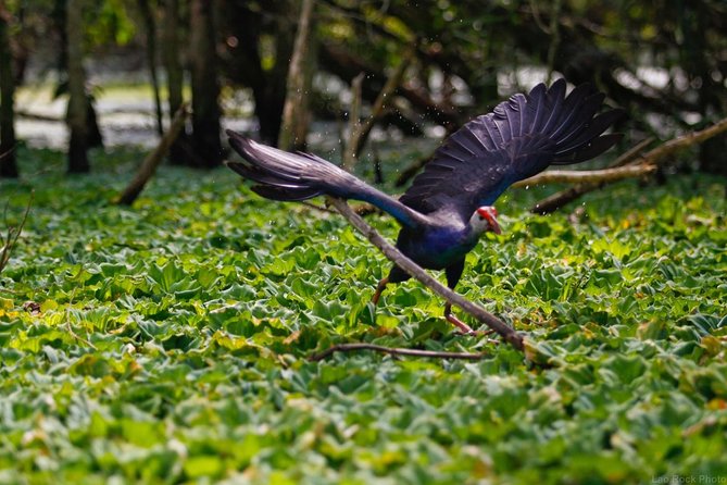 Full Day: Hoi an - Bach Ma National Park - Park Overview