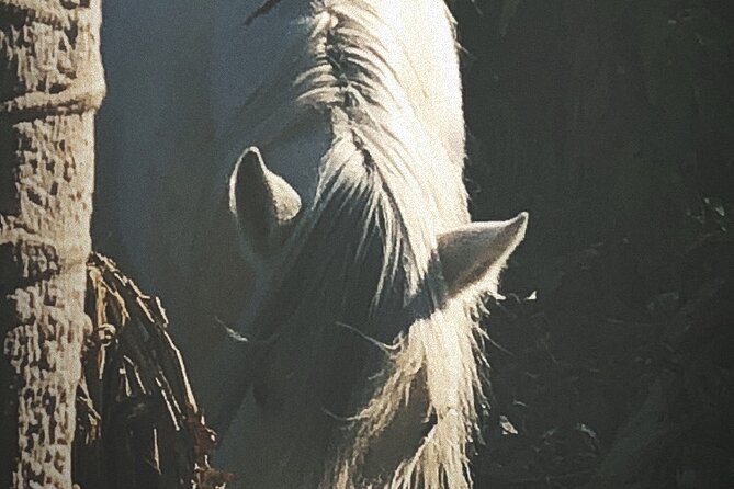 Full-Day Horseback Riding Experience With Lunch - How to Book