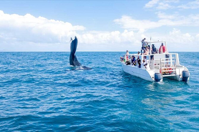 Full Day Humpback Whale Watching Tour in Samana From Uvero Alto - Operator Information