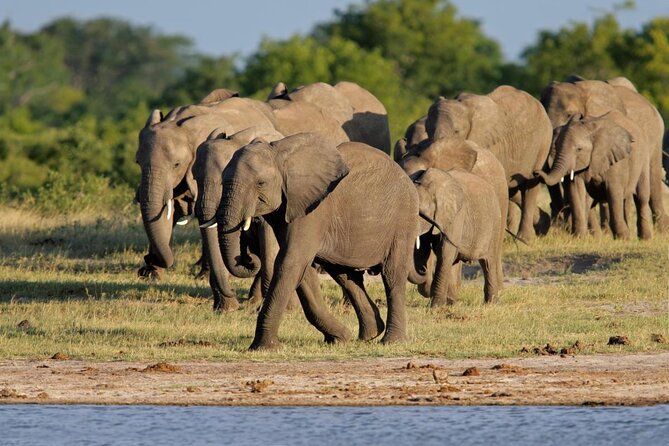 Full-Day Hwange National Park Tour From Victoria Falls - Good To Know