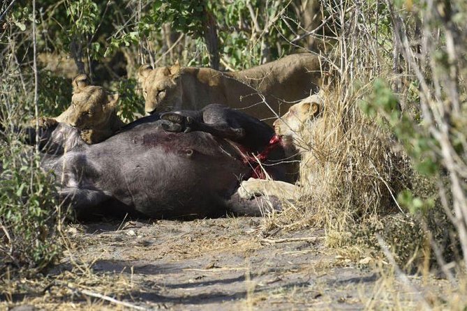 Full-Day Hwange National Park Tour From Victoria Falls - Pricing Information