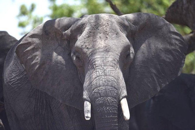 Full-Day Hwange National Park Tour From Victoria Falls - Pickup and Start Details