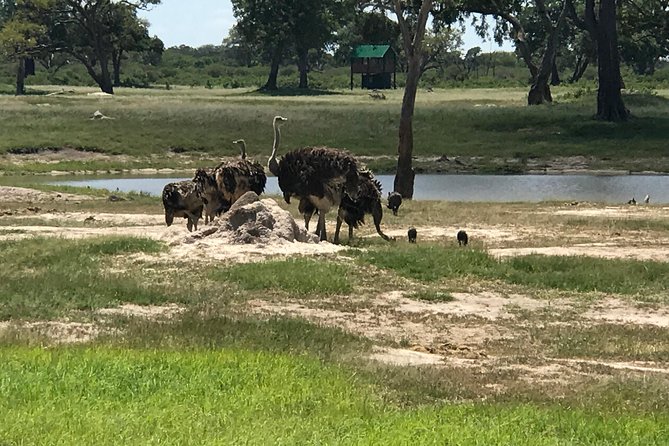 Full-Day Hwange National Park Tour From Victoria Falls - Customer Reviews