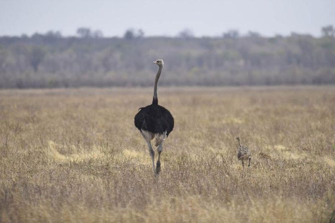 Full-Day Hwange National Park Tour From Victoria Falls - Frequently Asked Questions