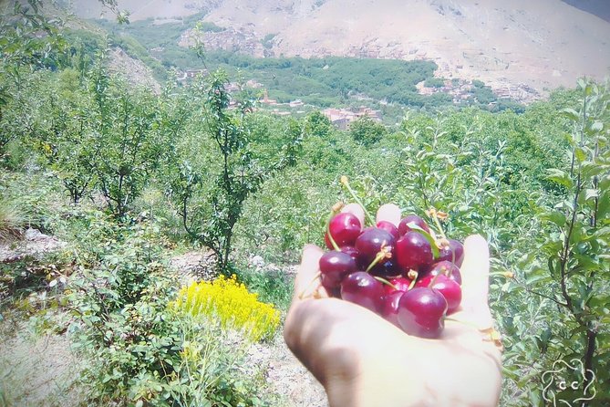 Full-Day Imlil Valley Tour From Marrakesh With Lunch  - Marrakech - Common Questions