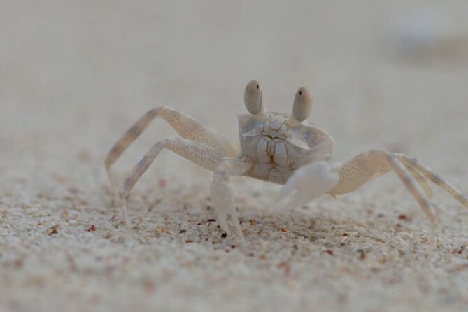 Full Day in the Protected Chumbe Island - Frequently Asked Questions