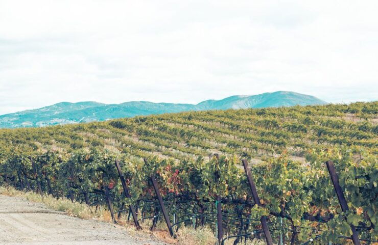 Full-Day Inclusive Wine Tasting Tour From Santa Barbara - Tour Details and Highlights