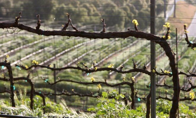 Full-Day Inclusive Wine Tasting Tour From Santa Barbara - Miscellaneous Details