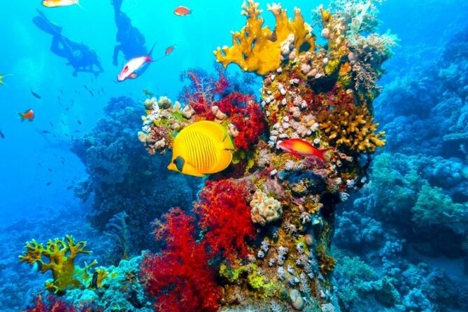 Full Day Intro Scuba Diving & Snorkeling in Hurghada - Governmental Taxes