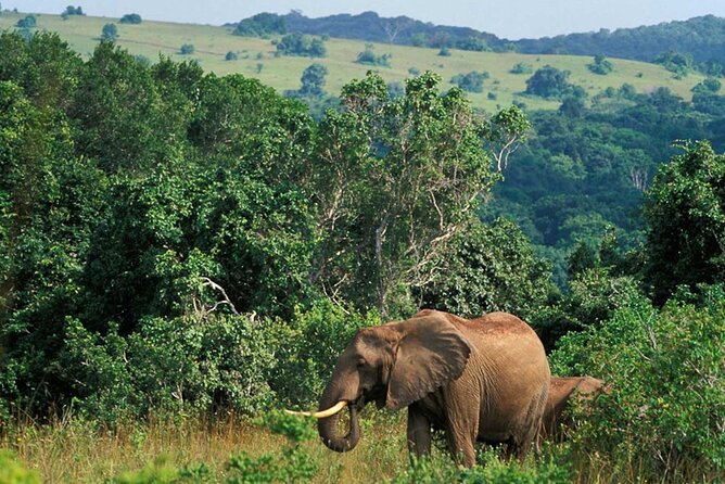 Full Day Isimangaliso Wetlands Park -Croc & Hippo &Game Fr Durban - Tour Overview