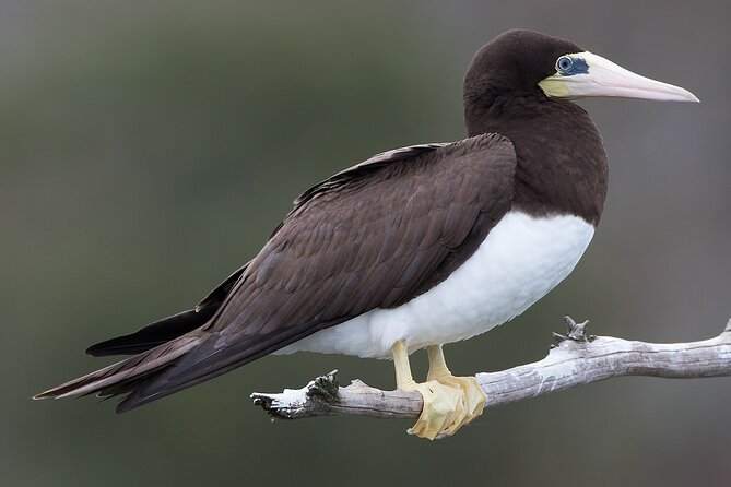 Full-Day Isla Contoy Sailing Nature Experience in Mujeres - Traveler Photos