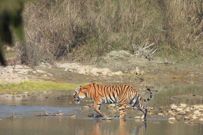 Full Day Jeep Safari at Bardia National Park With LUNCH & GUIDE - FAQ
