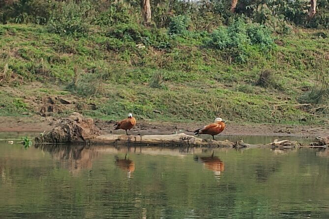 Full Day Jeep Safari in Chitwan National Park - Final verdict