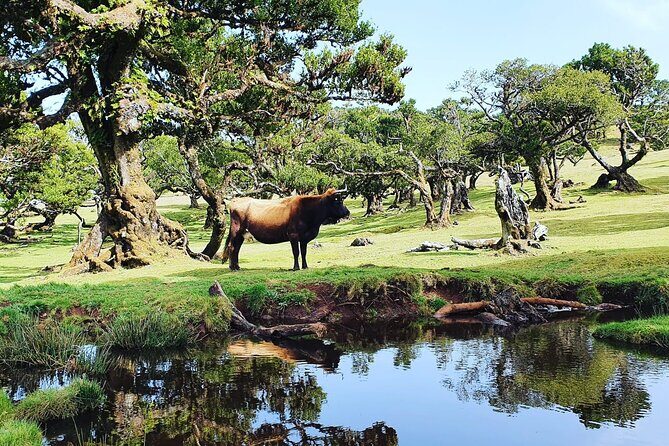 Full Day Jeep Safari Tour to Porto Moniz and Cabo Girão - Value for Money and Practical Details
