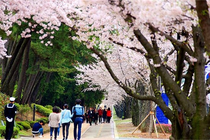 Full-Day Jinhae Cherry Blossom Festival Private Tour - Tour Overview