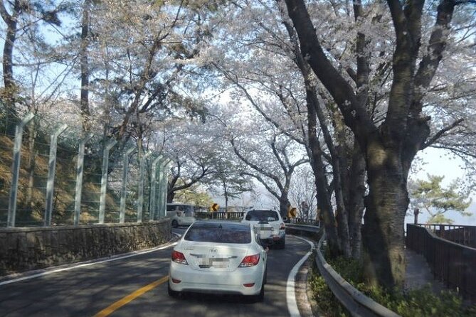 Full-Day Jinhae Cherry Blossom Festival Private Tour - Cancellation Policy