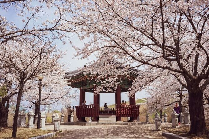 Full-Day Jinhae Cherry Blossom Festival Private Tour - Itinerary