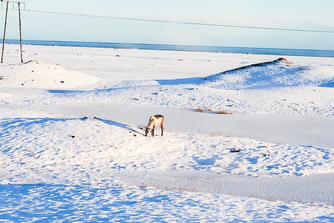 Full-Day Jökulsárlón Glacier Lagoon Private Tour - Cancellation Policy