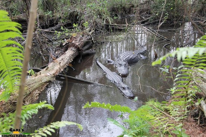 Full-Day Kayak Adventure in the Everglades - Tour Overview and Inclusions