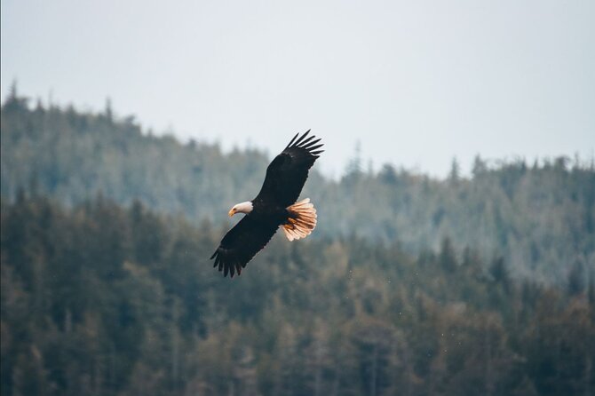 Full Day Kayaking Adventure on Vancouver Island - Booking and Cancellation Policy