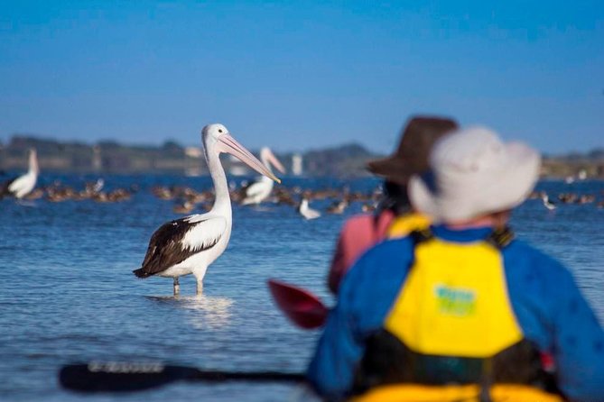Full Day Kayaking Tour in Coorong National Park - Additional Information for Participants