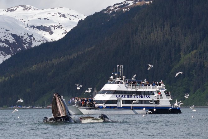 Full-Day Kenai Fjords National Park Cruise - Expert Commentary