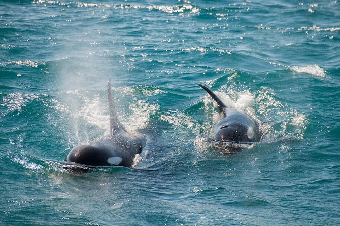 Full-Day Kenai Fjords National Park Cruise - Cancellation Policy