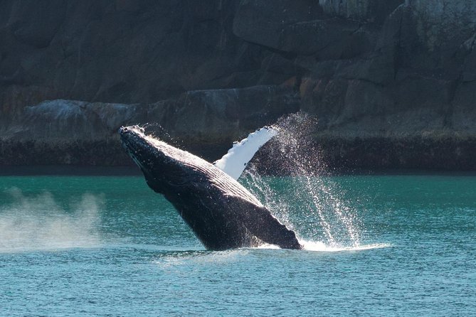 Full-Day Kenai Fjords National Park Cruise - Common Questions
