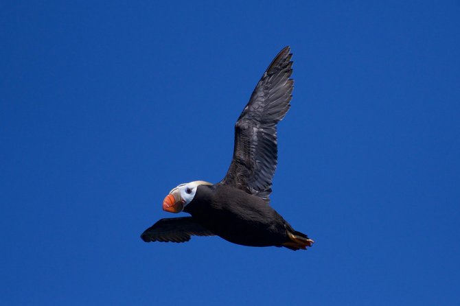 Full-Day Kenai Fjords National Park Northwestern Cruise - Customer Reviews