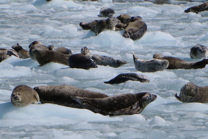 Full-Day Kenai Fjords National Park Northwestern Cruise - The Sum Up