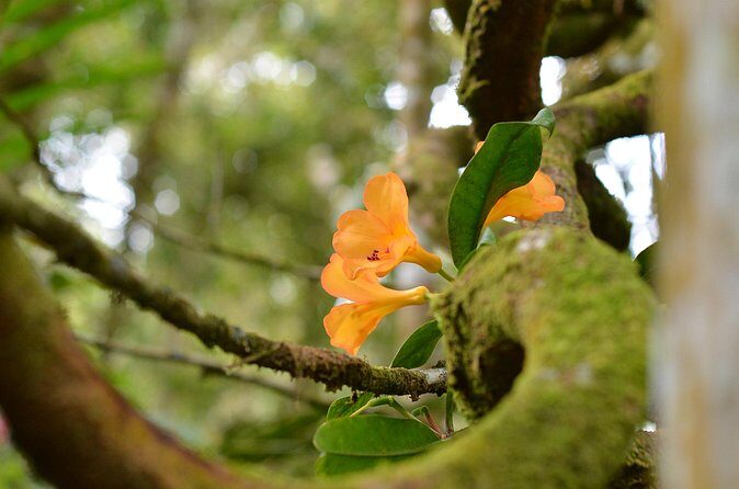 Full Day Kinabalu Park World Heritage Site - FAQs