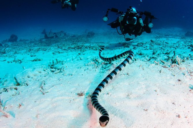 Full-Day Koh Bon Scuba Diving From Phuket - Cancellation Policy