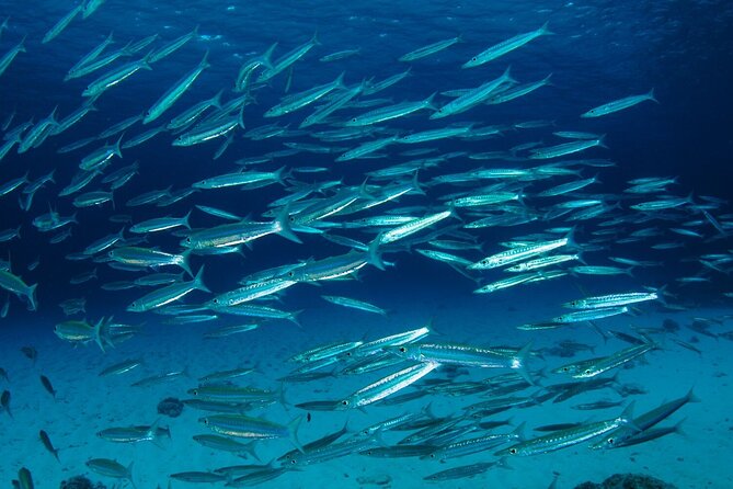 Full-Day Koh Bon Scuba Diving From Phuket - The Sum Up