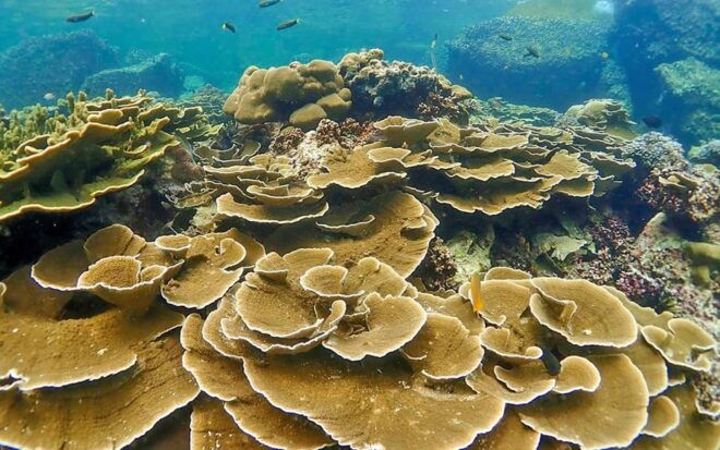 Full-Day Koh Lipe 5 Points Snorkeling (East Zone) With Lunch - Included Amenities