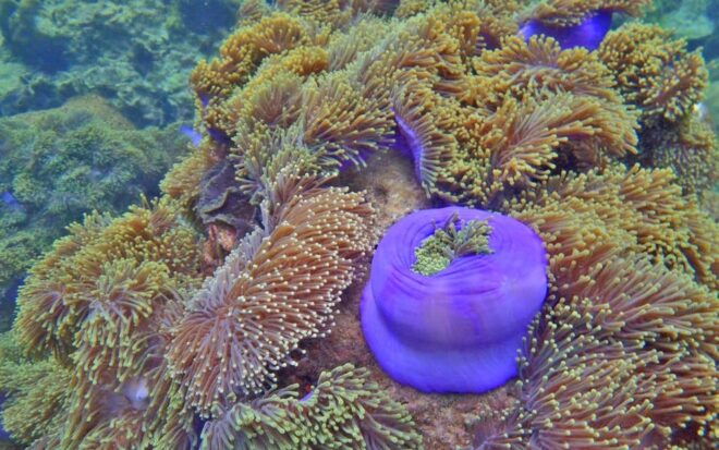 Full-Day Koh Lipe 5 Points Snorkeling (East Zone) With Lunch - Booking and Cancellation Policies