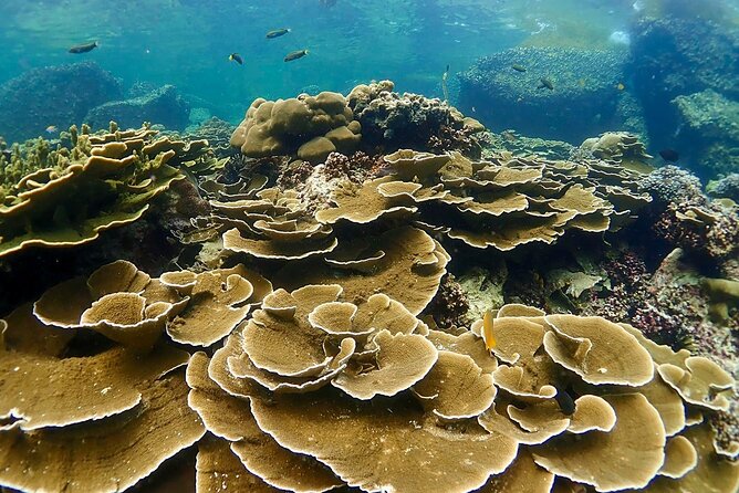 Full-Day Koh Lipe East Zone Snorkeling Experience With Lunch - Date and Traveler Information