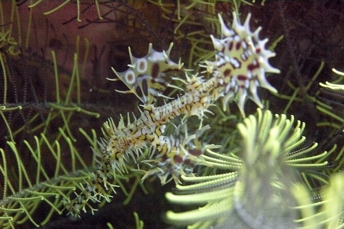 Full-Day Koh Phi Phi Scuba Diving Course From Phuket - The Sum Up