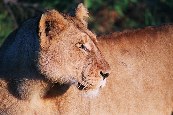 Full Day Kruger National Park Game Drive - Park Overview and Highlights